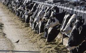A person in Texas caught bird flu after mixing with dairy cattle